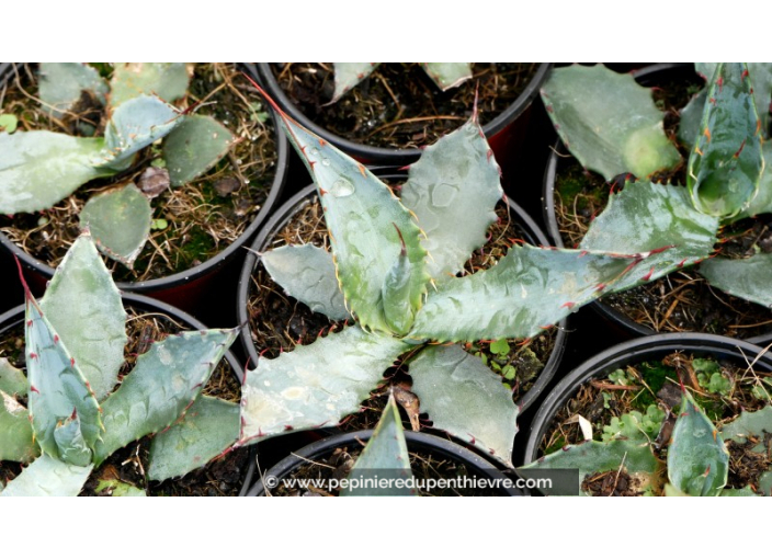 AGAVE palmeri - Pot de 1 L AGAVE palmeri - Pot de 1 L