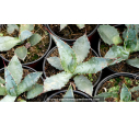 AGAVE palmeri - Pot de 1 L AGAVE palmeri - Pot de 1 L