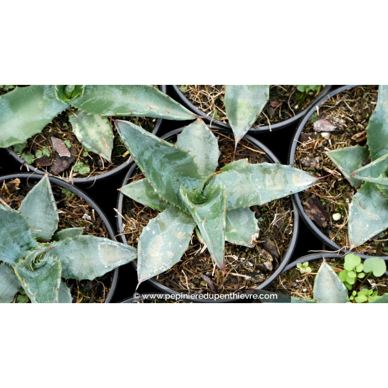 AGAVE americana ssp. protoamericana - Pot de 1 L