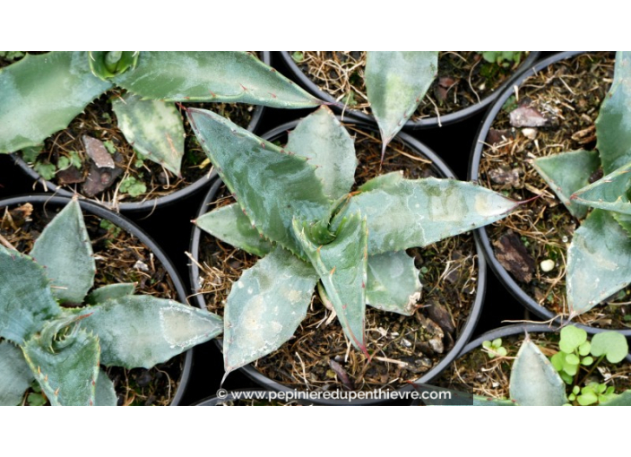 AGAVE americana ssp. protoamericana - Pot de 1 L