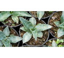 AGAVE americana ssp. protoamericana - Pot de 1 L AGAVE americana ssp. protoamericana - Pot de 1 L