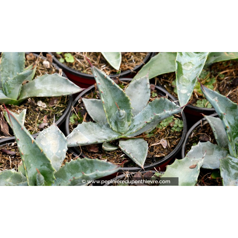 AGAVE americana ssp. protoamericana - Pot de 1 L