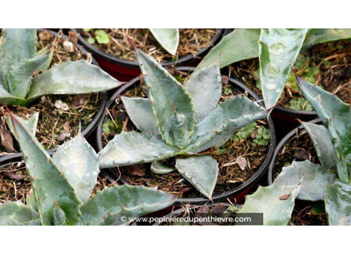 AGAVE americana ssp. protoamericana - Pot de 1 L AGAVE americana ssp. protoamericana - Pot de 1 L