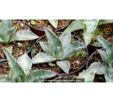 AGAVE americana ssp. protoamericana - Pot de 1 L AGAVE americana ssp. protoamericana - Pot de 1 L