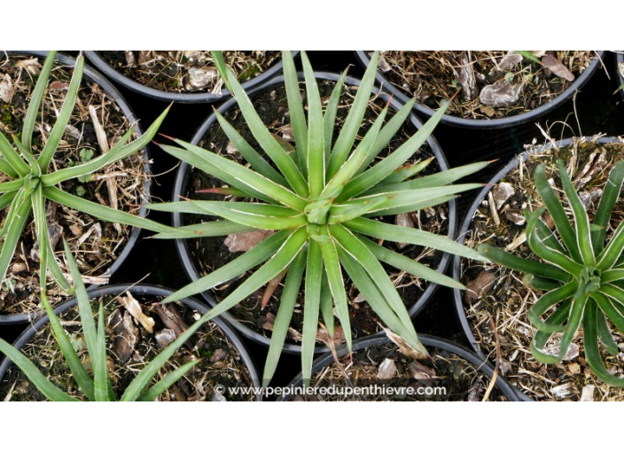AGAVE geminiflora - Pot de 1 L AGAVE geminiflora - Pot de 1 L