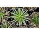 AGAVE geminiflora - Pot de 1 L AGAVE geminiflora - Pot de 1 L