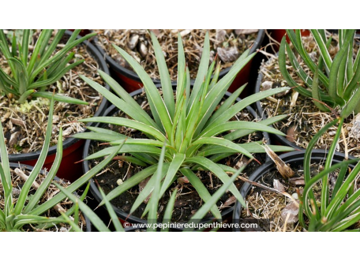 AGAVE geminiflora - Pot de 1 L AGAVE geminiflora - Pot de 1 L