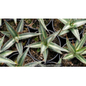 AGAVE lechuguilla