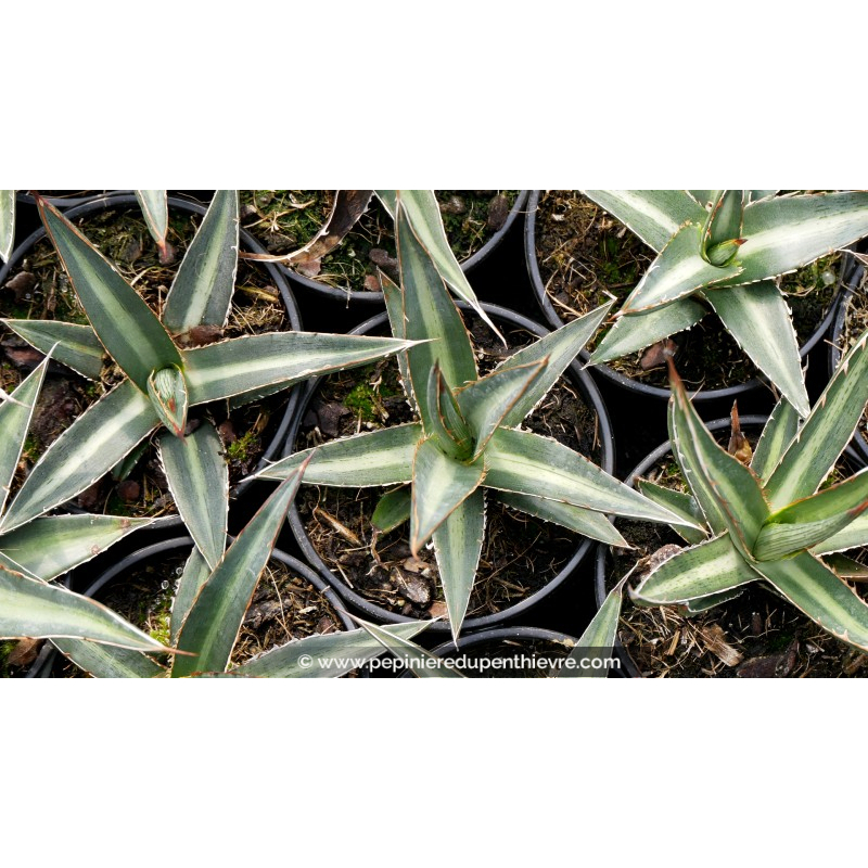 AGAVE lechuguilla - Pot de 1 L