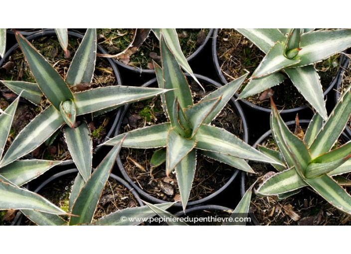 AGAVE lechuguilla - Pot de 1 L