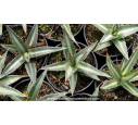 AGAVE lechuguilla - Pot de 1 L