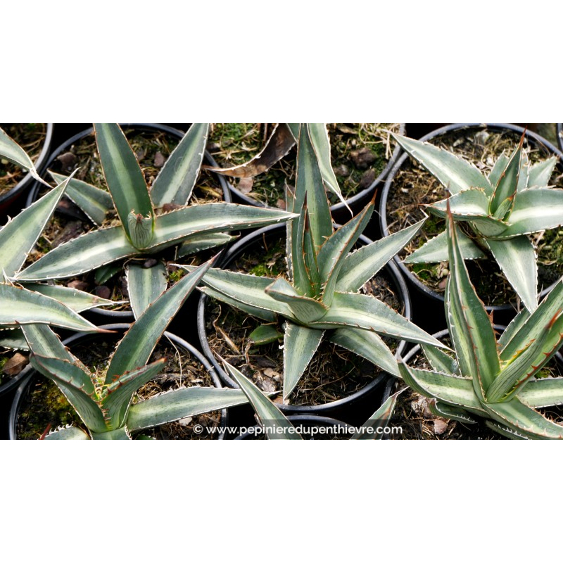 AGAVE lechuguilla - Pot de 1 L