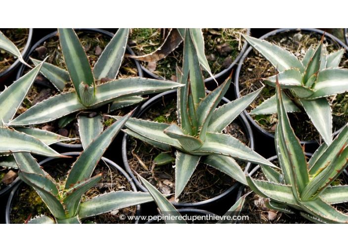 AGAVE lechuguilla - Pot de 1 L