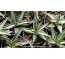 AGAVE lechuguilla - Pot de 1 L
