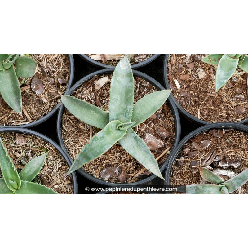 AGAVE montana - Pot de 1 L