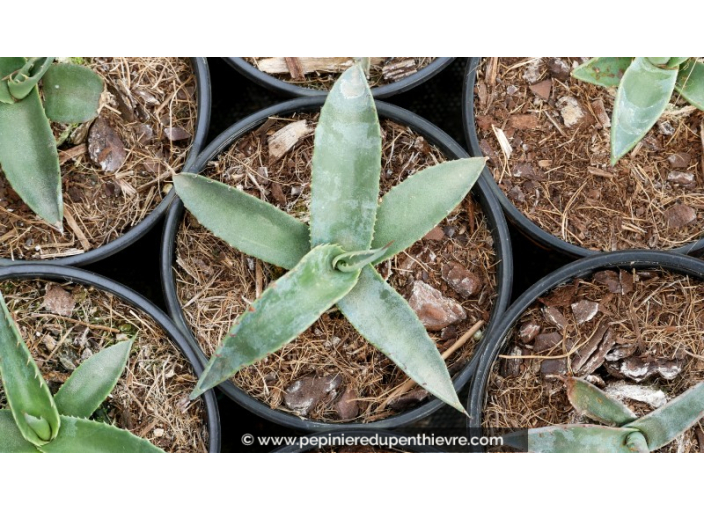 AGAVE montana - Pot de 1 L