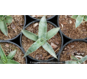 AGAVE montana - Pot de 1 L