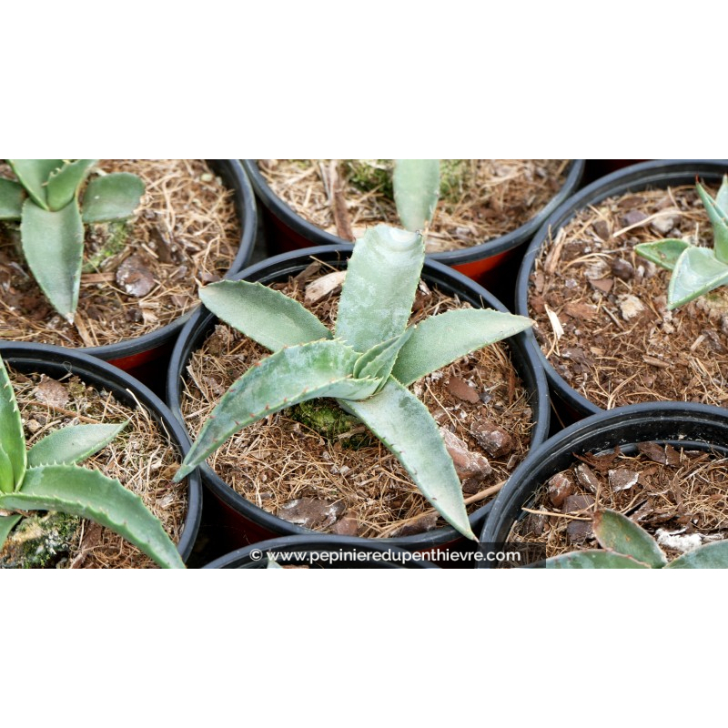 AGAVE montana - Pot de 1 L