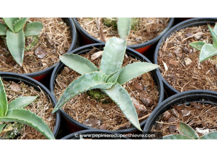 AGAVE montana - Pot de 1 L