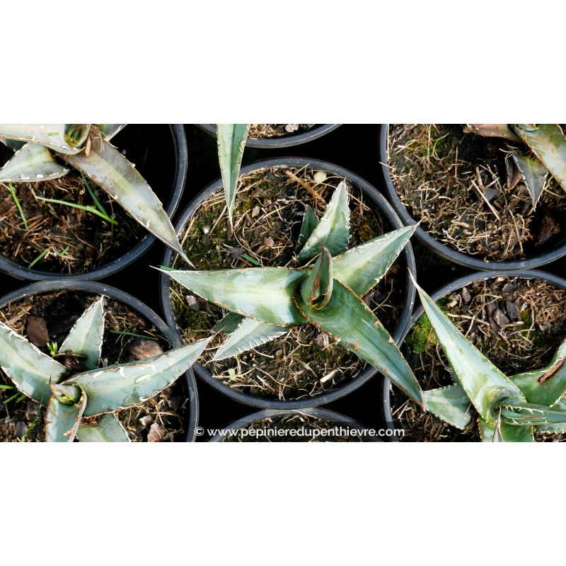 AGAVE kerchovei 'Huajuapan Red' - Pot de 1 L