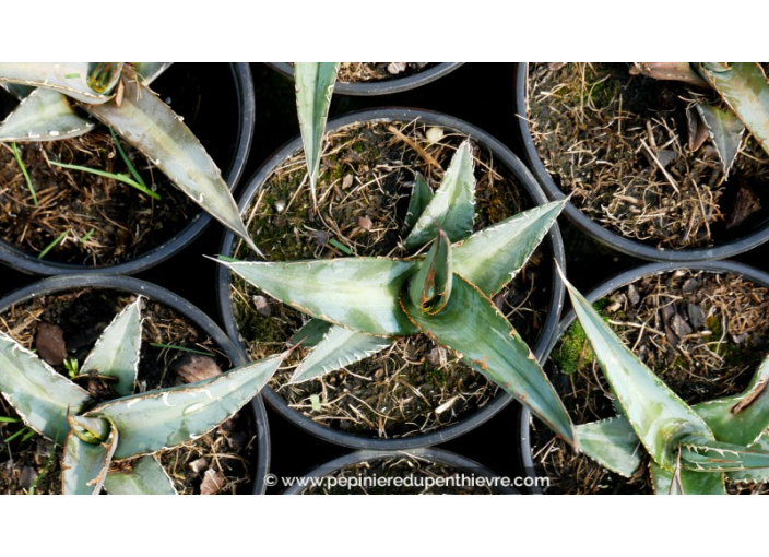 AGAVE kerchovei 'Huajuapan Red' - Pot de 1 L AGAVE kerchovei 'Huajuapan Red' - Pot de 1 L