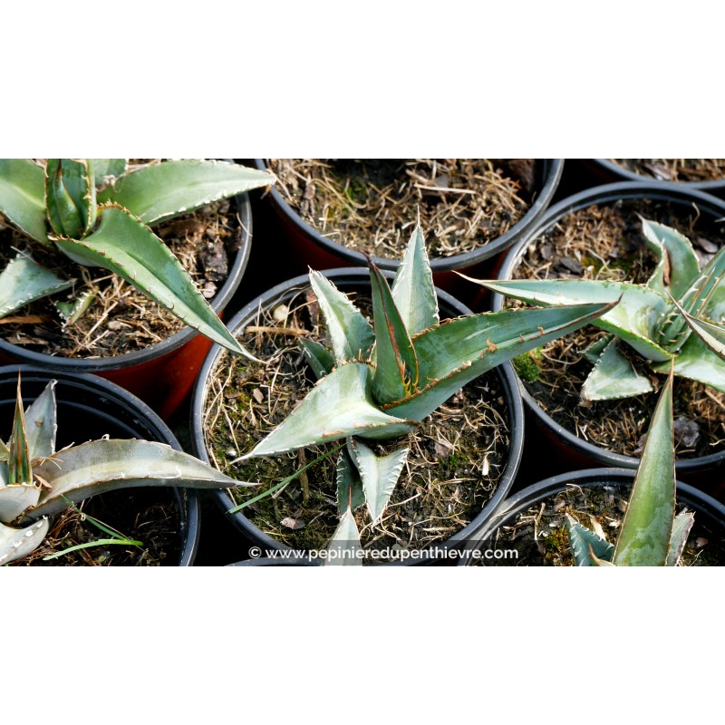 AGAVE kerchovei 'Huajuapan Red' - Pot de 1 L