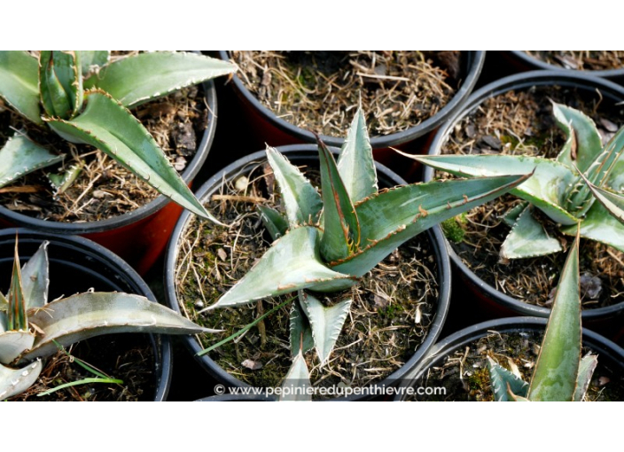 AGAVE kerchovei 'Huajuapan Red' - Pot de 1 L