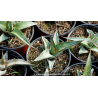 AGAVE kerchovei \'Huajuapan Red\'