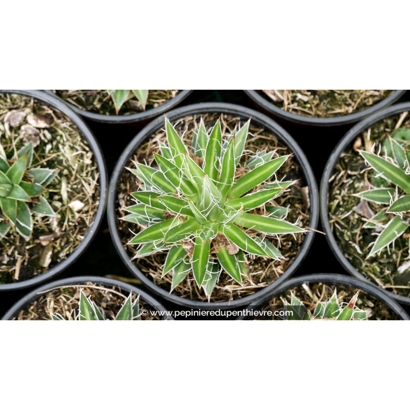 AGAVE multifilifera - Pot de 1 L