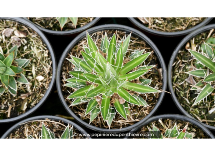 AGAVE multifilifera - Pot de 1 L