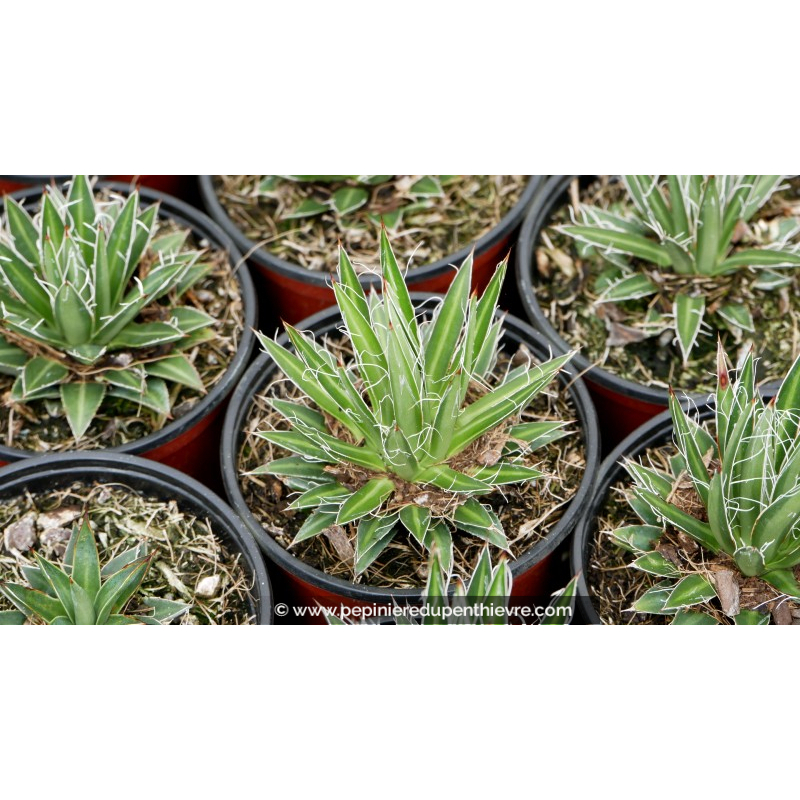 AGAVE multifilifera - Pot de 1 L