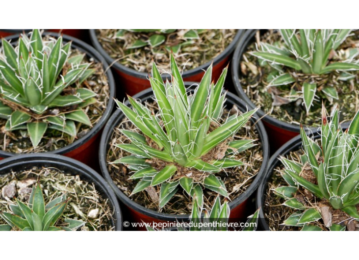 AGAVE multifilifera - Pot de 1 L AGAVE multifilifera - Pot de 1 L