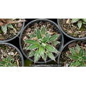 AGAVE schidigera \'White Stripe\'