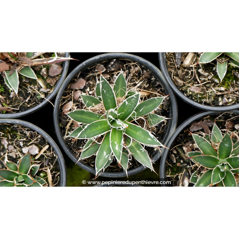 AGAVE schidigera 'White Stripe' - Pot de 1 L