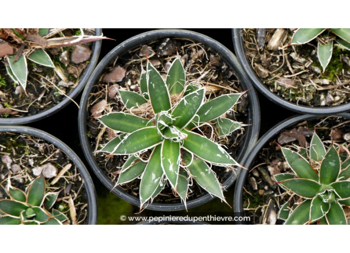 AGAVE schidigera 'White Stripe' - Pot de 1 L