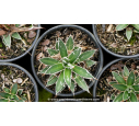 AGAVE schidigera 'White Stripe' - Pot de 1 L AGAVE schidigera 'White Stripe' - Pot de 1 L