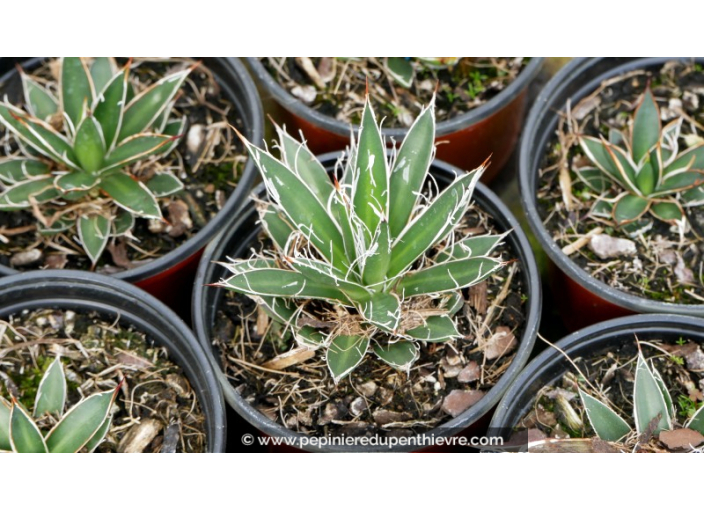 AGAVE schidigera 'White Stripe' - Pot de 1 L AGAVE schidigera 'White Stripe' - Pot de 1 L