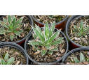 AGAVE schidigera 'White Stripe' - Pot de 1 L AGAVE schidigera 'White Stripe' - Pot de 1 L