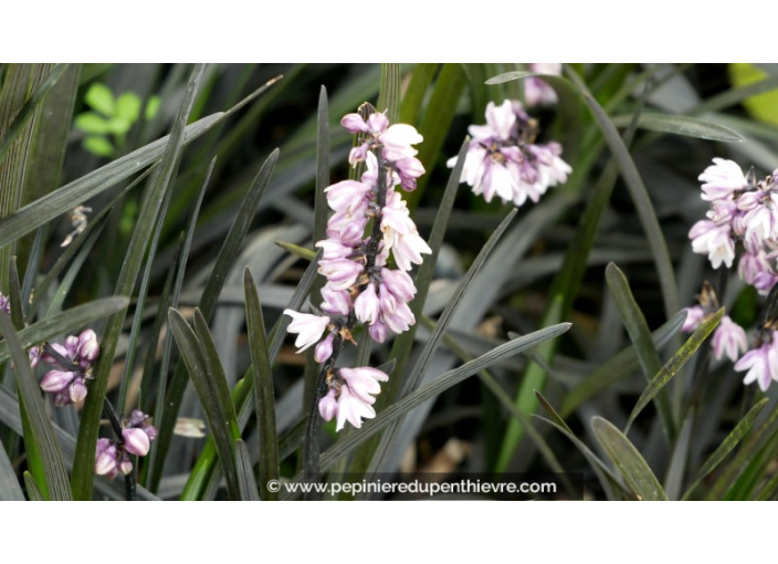 OPHIOPOGON planiscapus 'Niger'