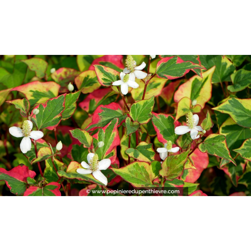 HOUTTUYNIA cordata 'Chameleon'