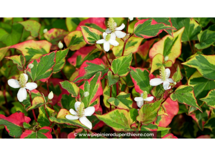 HOUTTUYNIA cordata 'Chameleon'