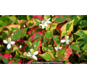 HOUTTUYNIA cordata 'Chameleon'