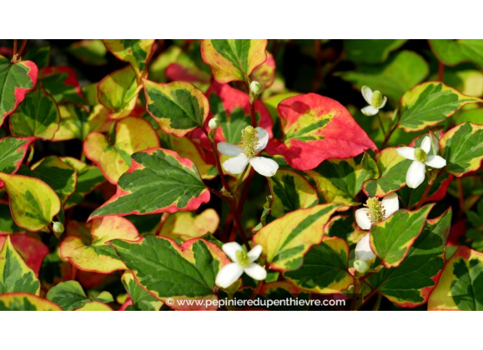 HOUTTUYNIA cordata 'Chameleon'