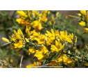 ULEX europaeus