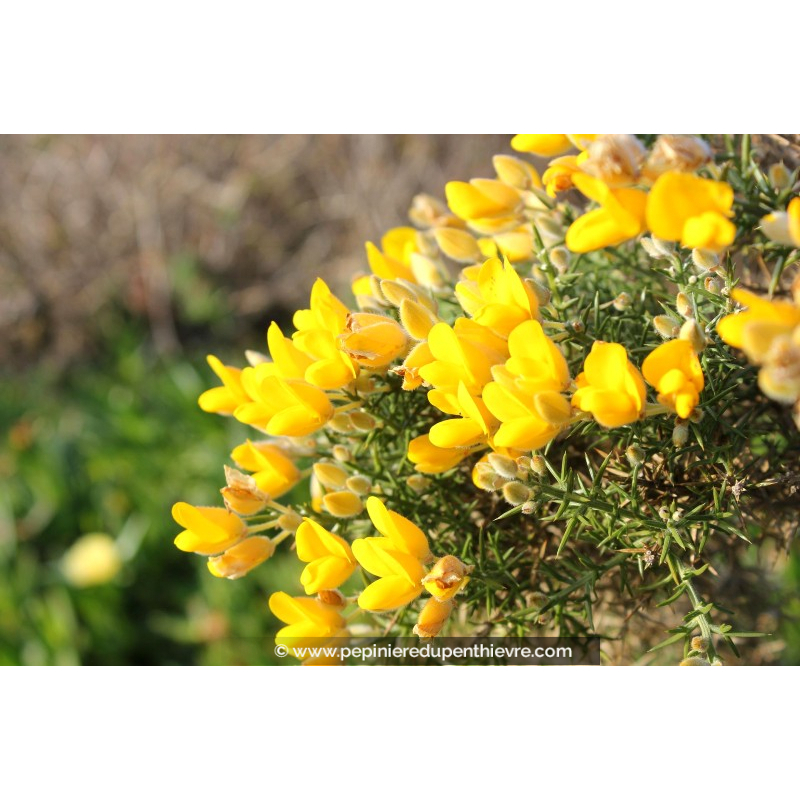 ULEX europaeus