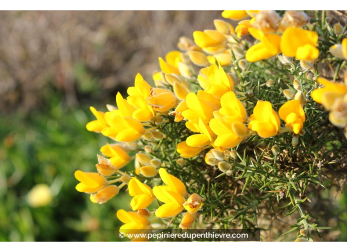 ULEX europaeus