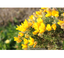 ULEX europaeus