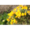 ULEX europaeus