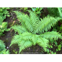 DRYOPTERIS affinis