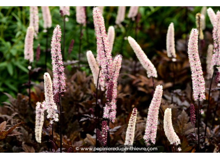 CIMICIFUGA simplex 'Brunette'